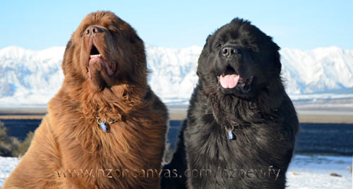 Newfoundlands Enzo & Henry looking very pleased with themselves at Erewhon