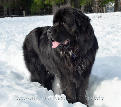 Henry the Newfoundland dog