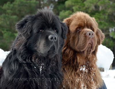 Newfoundlands Henry and Enzo