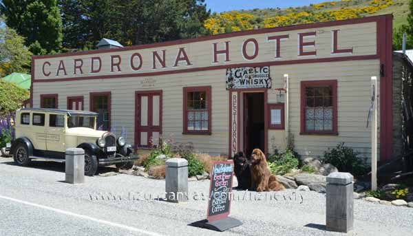 Newfs Henry & Enzo at the Cardrona Hotel