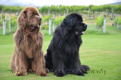 Newfoundlands Enzo & Henry at the beautiful Carrick winery