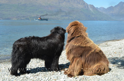 Newfies Enzo & Henry watch the Earnslaw go by