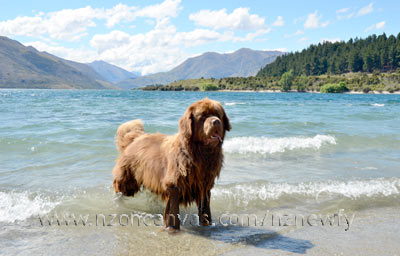 Newfoundland Enzo in Lake Wanaka