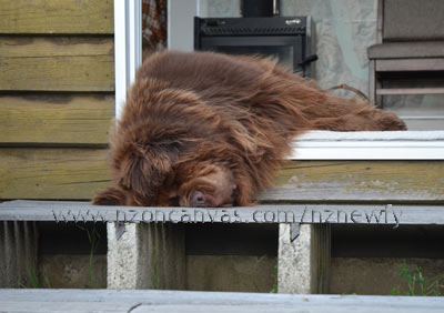Newfoundland Enzo crashed out