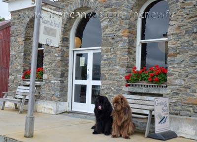 Newfoundlands Henry & Enzo at Old Cromwell