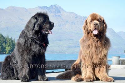 Newfoundlands Henry & Enzo with the Remarkables in the background