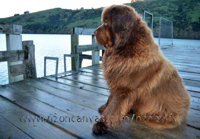 Newfoundlands Henry & Enzo beside the Clutha River