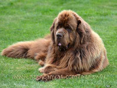 Newfoundland Enzo in Lake Wanaka