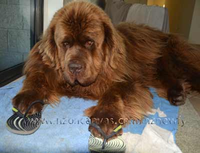 Newfoundland Enzo crashed out