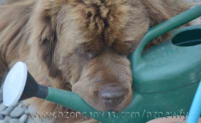 Newfoundlands Henry & Enzo with the Remarkables in the background