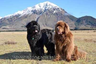 Newfies Enzo & Henry watch the Earnslaw go by