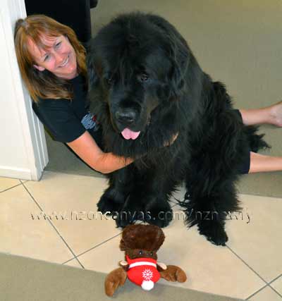 Newfoundlands Henry & Enzo at Old Cromwell