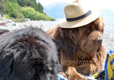 Newfs Henry & Enzo at the Cardrona Hotel