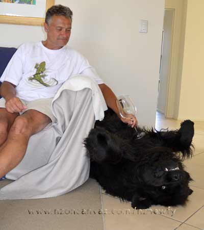 Newfoundlands Enzo & Henry at the beautiful Carrick winery