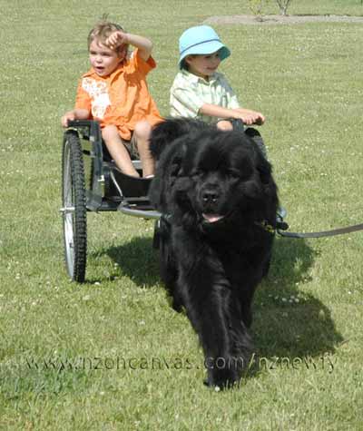 Newfoundland Henry at work carting