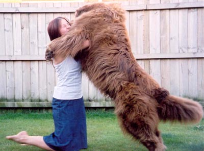 Wellington having a friendly wrestle with our friend Nic