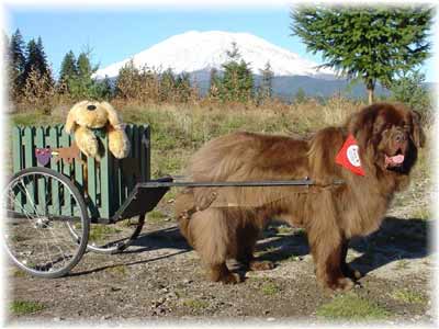 Newfoundland Ben from Vancouver