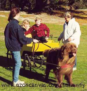 Newfoundland club carting day