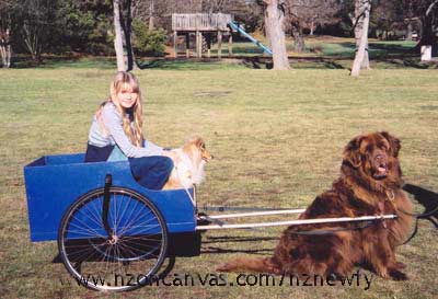 Newfoundlands often like carting 