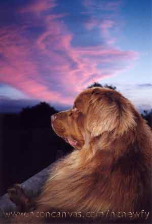 Palmerston North sunset