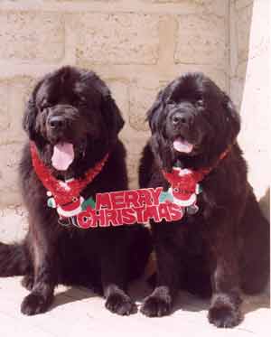 ...and a happy New Year!