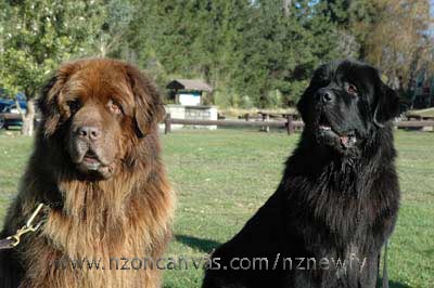 Newfoundlands grow quickly